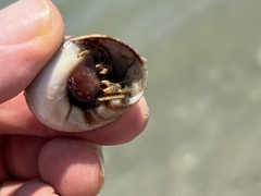 Clibanarius vittatus