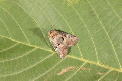 Mesoligia literosa