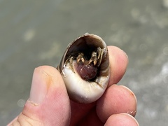 Clibanarius vittatus