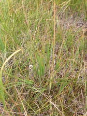 Eriophorum vaginatum