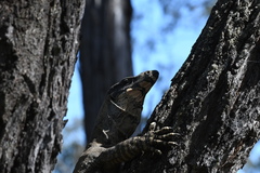 Varanus varius