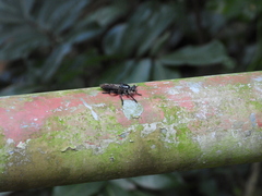 Tabanomorpha