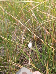 Eriophorum vaginatum