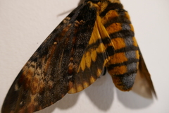 Acherontia atropos