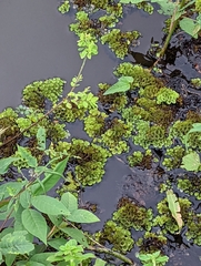 Salvinia cucullata