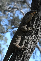 Varanus varius