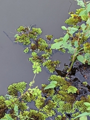 Salvinia cucullata