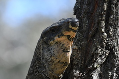 Varanus varius