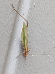Oecanthus pini