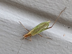 Oecanthus pini