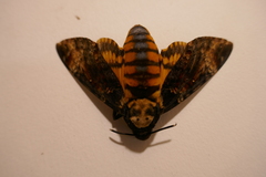 Acherontia atropos