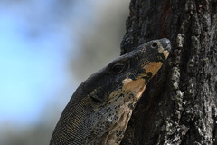 Varanus varius