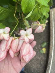 Mussaenda philippica
