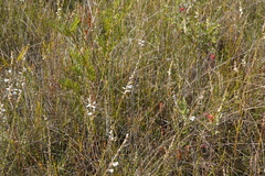 Epacris obtusifolia