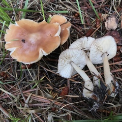 Rhodocollybia butyracea image