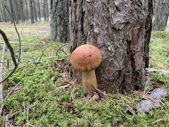 Aureoboletus projectellus