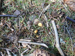 Cantharellus cibarius