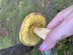 Aureoboletus projectellus