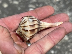 Sinistrofulgur pulleyi