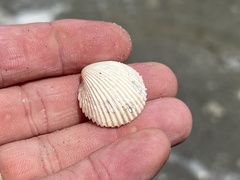 Dallocardia muricata