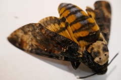 Acherontia atropos
