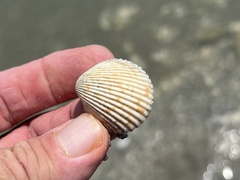 Dallocardia muricata
