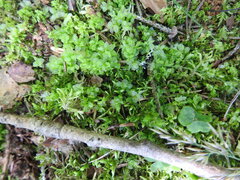 Plagiomnium cuspidatum