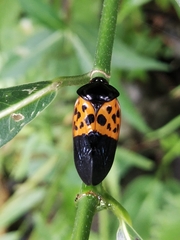 Cosmoscarta semimaculata