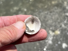 Dallocardia muricata