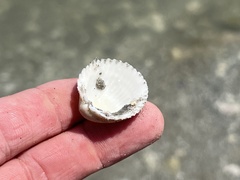 Dallocardia muricata