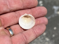 Dallocardia muricata