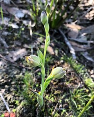 Thelymitra epipactoides