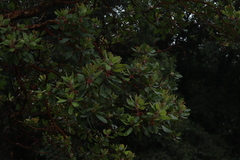 Arbutus