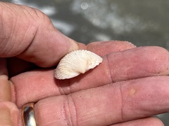 Dallocardia muricata