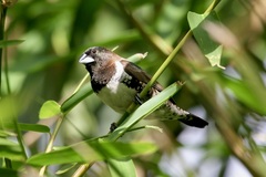 Spermestes cucullata