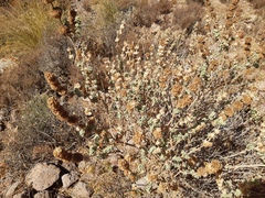 Pseudodictamnus hirsutus