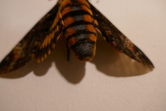 Acherontia atropos