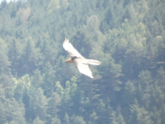 Gypaetus barbatus