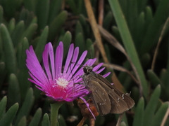 Pelopidas mathias