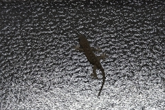 Gekko japonicus