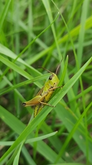 Pseudochorthippus montanus