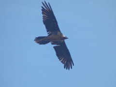 Gypaetus barbatus