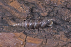 Clausiliidae