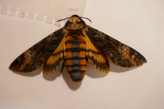 Acherontia atropos