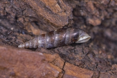 Clausiliidae