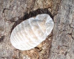 Monophlebidae