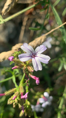 Plumbago europaea