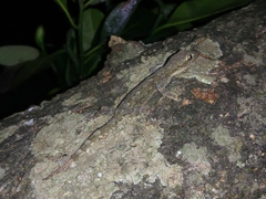 Hemidactylus platyurus