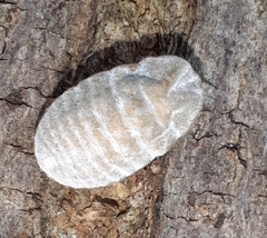 Monophlebidae