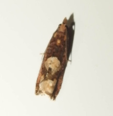 Epinotia trigonella